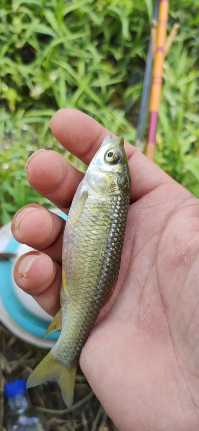 蓝环章鱼网上当宠物卖:对于家里有个爱钓鱼的老公，你怎么看？