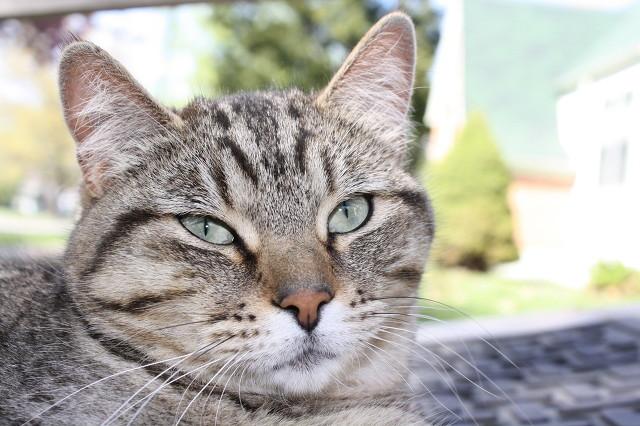 养猫的坏处:养猫有什么需要注意的细节？有什么坏处？ 养猫的好处与坏处