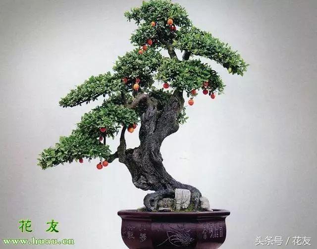 魔南景天夏季落叶怎么办:夏季盆景适合室外养护还是室内养护？
