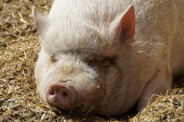 猪的细小病毒症状:猪腹泻用什么药能最快起效？