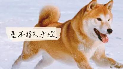 秋田犬好养吗知乎:秋田犬好养吗初养者必看 秋田犬，柴犬，萨摩耶.这3种狗哪种好些？