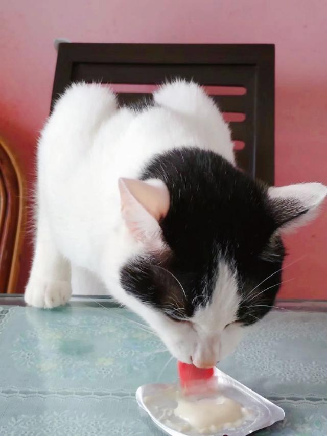 抖音里的吸猫是什么意思:哪些人特别容易吸引猫咪？吸猫特征有哪些？