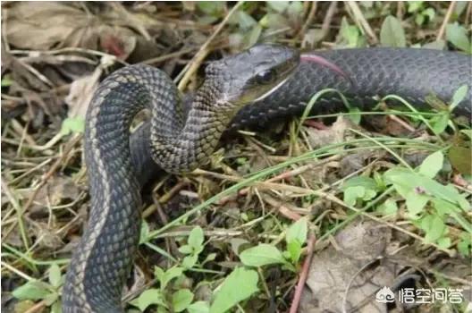 头条问答 蛇最怕什么药 树德汉硕的回答 0赞