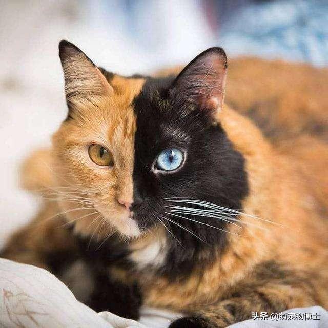 玳瑁:玳瑁猫有没有貌美的例外存在？