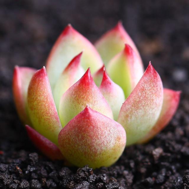 番杏科肉锥花属多肉植物:多肉多少温度停止施水肥比较好？