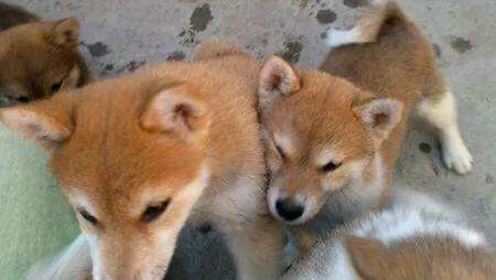 中国犬业信息网的自频道:国内哪些网游，经历过黑暗的时候？ 中国犬业信息网