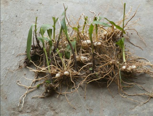 头条问答 - 白艿粉怎么种植?(7个回答)