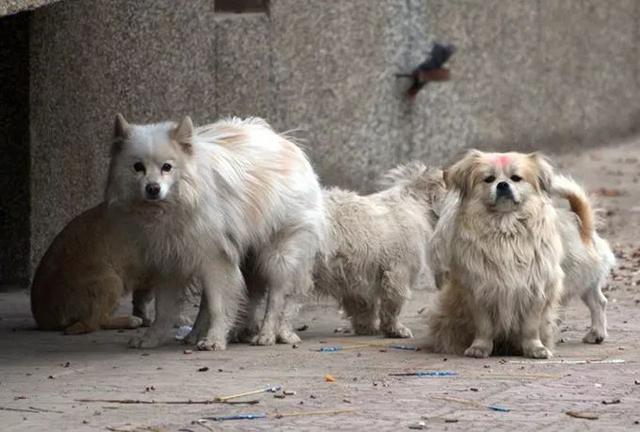 重庆 狗:四川的川东猎犬为什么又叫重庆犬？