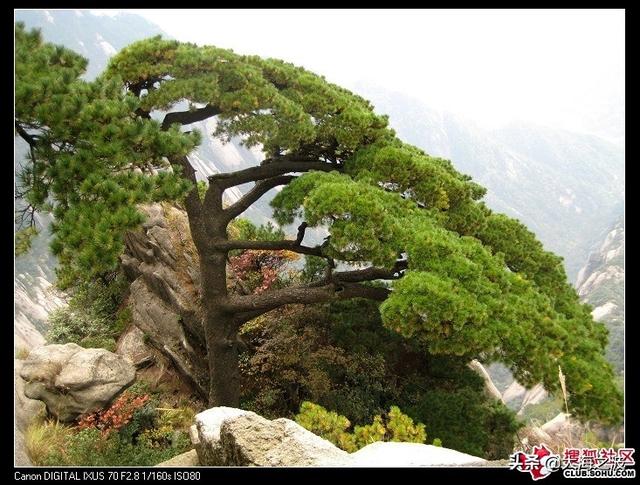 黄山奇松介绍:挂在悬崖峭壁上的黄山十大名松！指的是那十大名松？因什么得名？