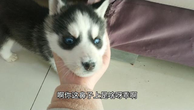 贤宝宝:狗狗刚刚买回来咳嗽怎么办
