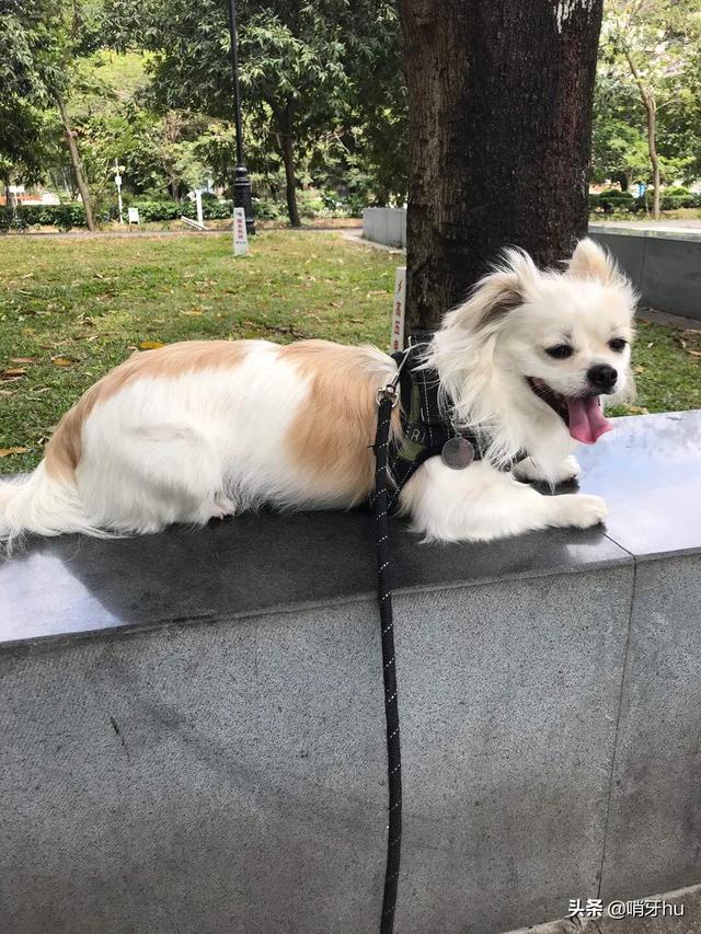 狗狗发烧症状:当狗狗在忍受疼痛会有什么表现？