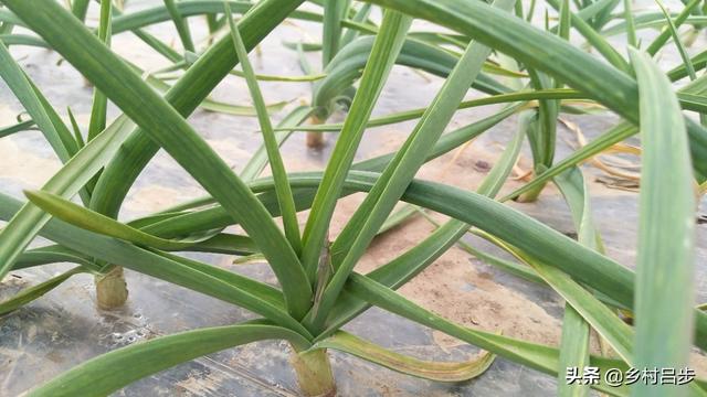 种植大蒜需要注意什么，挖大蒜的时候需要注意什么