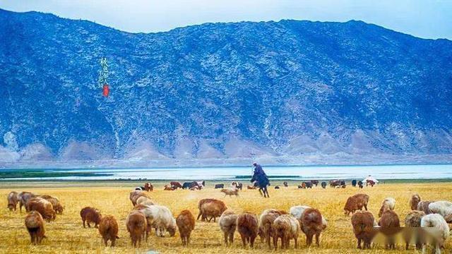 可可托海的牧羊人简谱:《可可托海的牧羊人》为什么这么火？