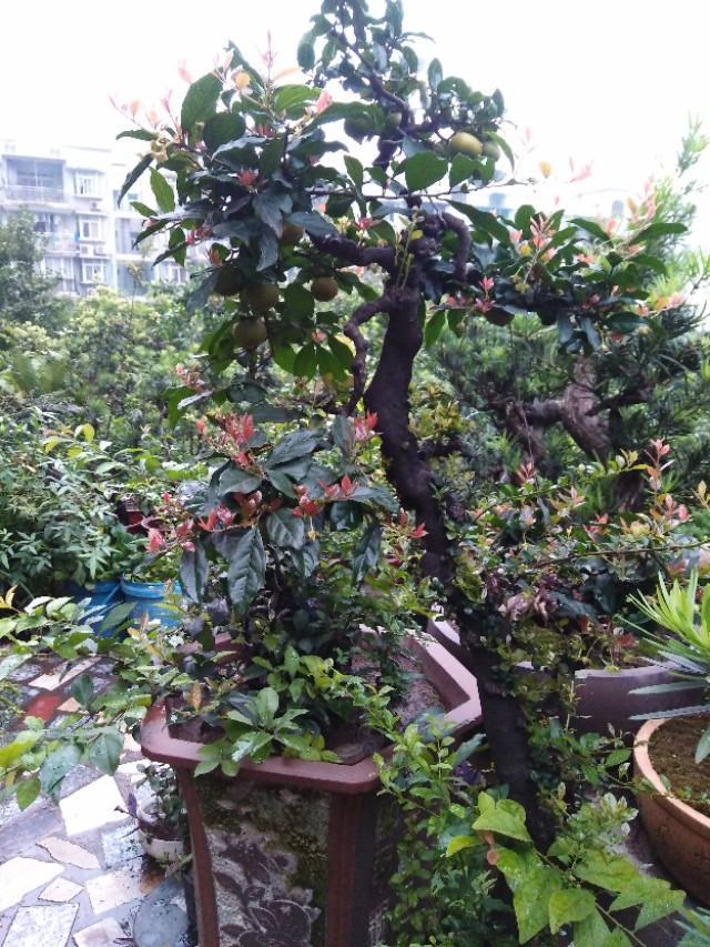 金喜庆:藏红花的功效是什么？哪些人适合吃？