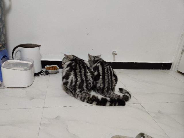 褴褛猫对动物友善程度:《西游记》里面各种动物都能成精，为什么猫却没有成精？