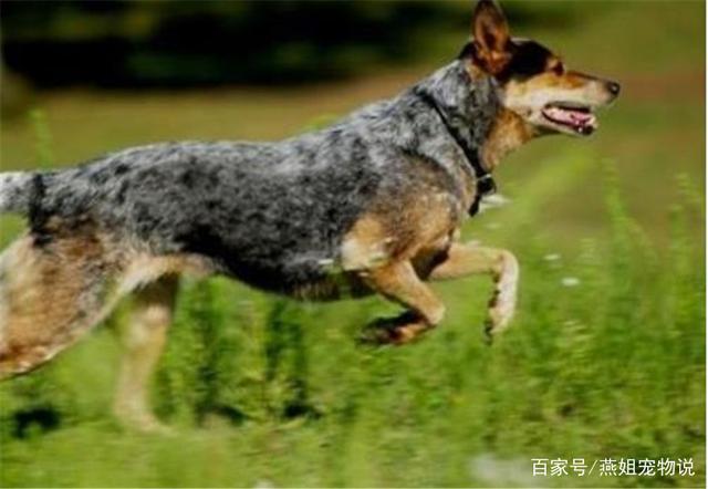 澳洲牧牛犬可以打猎吗:养哪些狗狗是比较聪明呢？