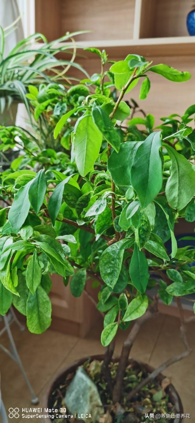盆栽茉莉的养殖方法和注意事项,茉莉花和栀子花应该如何养殖？