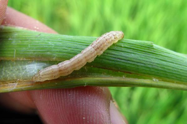 水稻种植的六个过程图,水稻播种时需要什么过程？