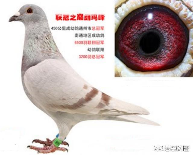 信鸽眼砂怎么看:到底赛鸽眼沙浅好还是眼沙深好？