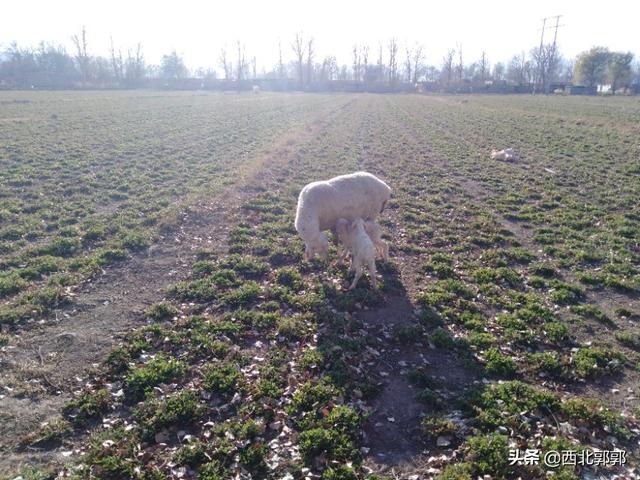 正常体温的范围:正常体温的范围是多少 人为什么会有体温，会不断发热，而不会飙升到50度80度？