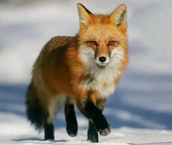 大自然有哪些奇闻趣事，有没有听说过一些关于狐狸的奇闻怪事可以分享吗