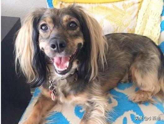 杂交白狐狸狗图片:纯种犬就一定优秀，杂交犬就一定不堪吗？
