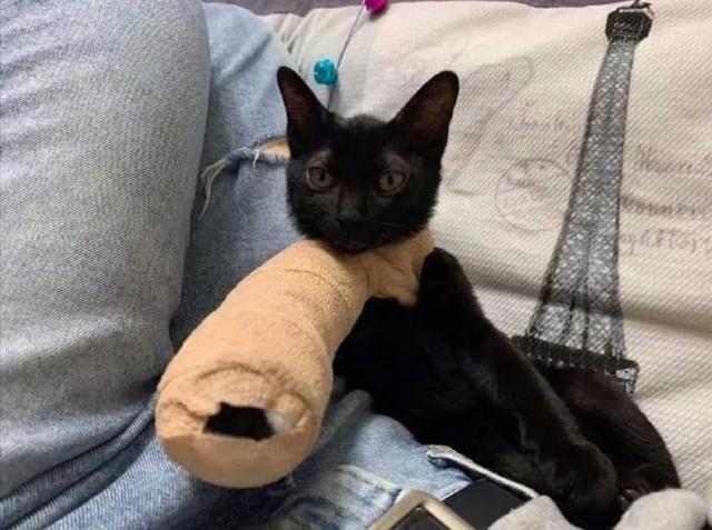 猫市长康复了吗:母猫高位截瘫，拉尿都不知，医院诊断无康复机会，我该咋办？