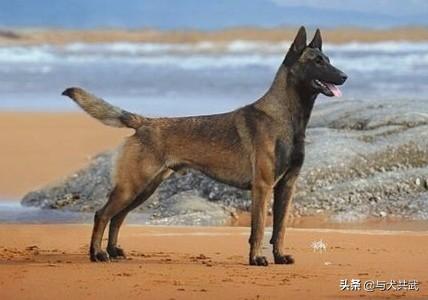 马里努阿犬可以养吗:马犬适合家养吗？有什么建议？