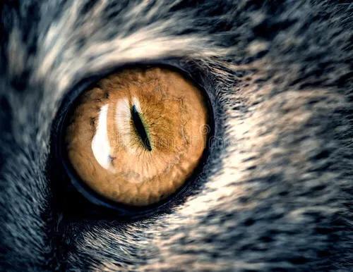 猫瞳孔颜色的代表:有关猫的眼睛冷知识有哪些？