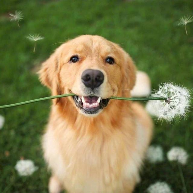 泉州市金毛犬吧:养金毛犬之前要知道什么事情，不然可能会后悔？ 泉州哪里可以买到正宗金毛犬