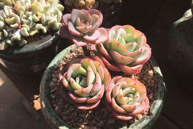 石花图片,中午才晒得到的地方养多肉可以吗？