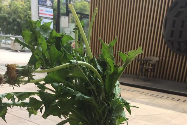 农村常见的能食用的野菜有哪些？请配图？