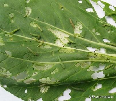 如何防治菜青虫，种植的包菜被一些青菜虫祸害了，如何不洒农药防治呢