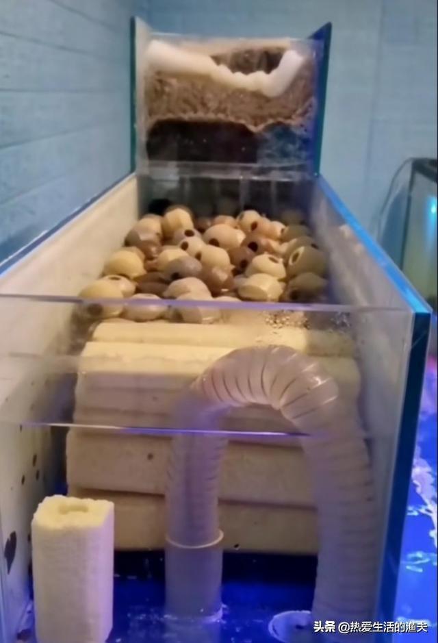 怎样自制金鱼缸过滤器:上滤带盖的水族箱，过滤效果不好，请问如何改进？