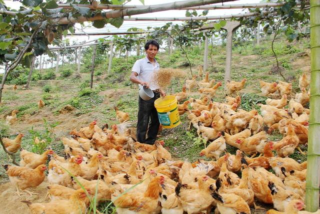 抓住救命稻草的野兽们:抓住救命稻草的野兽们百度云 在农村曾经风靡一时的“林下养鸡”，如今却人去林空，为什么？