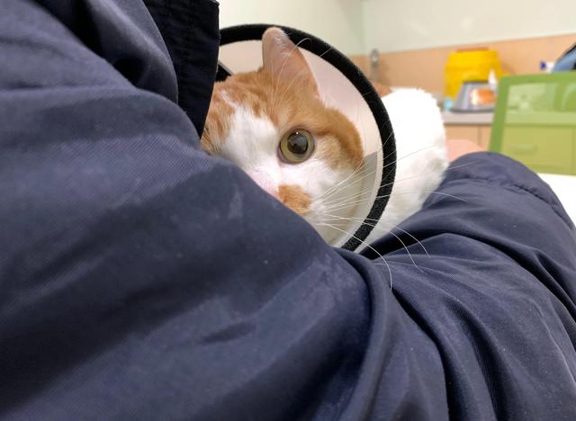 你什么时候被猫的智商震惊了？插图18