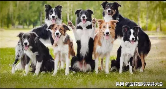 上海七白三通边境牧羊犬的价格:边牧该怎么判断？有哪些特征？