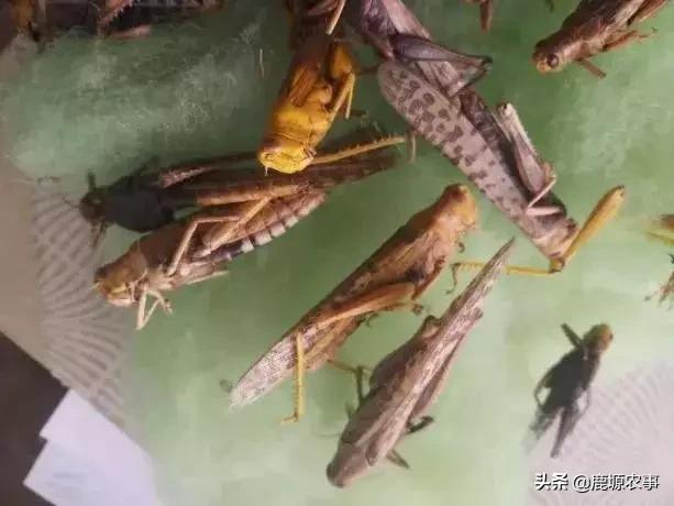 西藏首次发现亚洲胡狼:对于现在的蝗灾，会影响中国吗？对全球粮食有无影响？