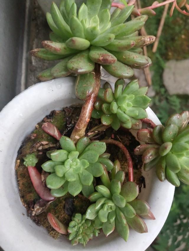 头条问答 夏天多肉多久浇一次水呢 237个回答