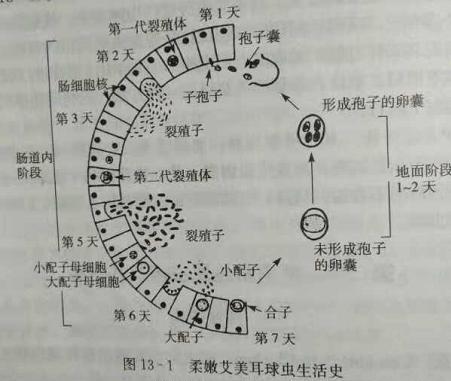 鸡球虫疫苗怎样储存:如何做好放养土鸡的免疫接种和预防性投药？