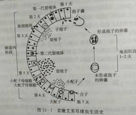 鸡疫苗种类:请问新手养殖土鸡应该如何养殖和做疫苗？