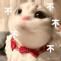 养猫记:猫犯错之后，怎么让它长记性？