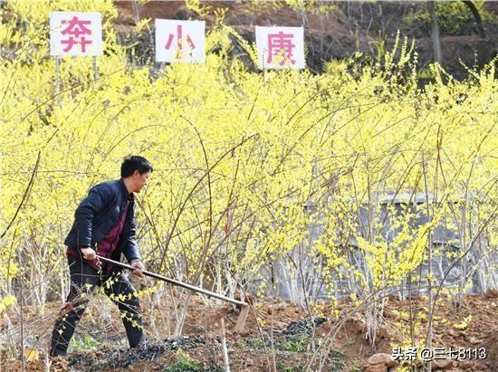 云鹊医高血压网站登录:农村山里长很多野生柿子，为何农民不去摘？