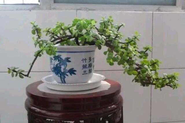 小碎花草本植物大全:草本植物大全 图片名称 金枝玉叶木质化的老枝可以扦插吗？