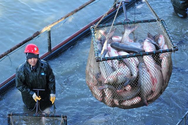 淡水鱼价格:“惊天大涨”，淡水鱼价格“破十”背后，谁获得了涨价“红利”？