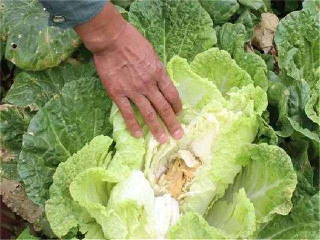 十字花科蔬菜软腐病:十字花科蔬菜软腐病和菌核病的区别 为啥白菜、娃娃菜、生菜、甘蓝会不包心，干烧心，怎么治？