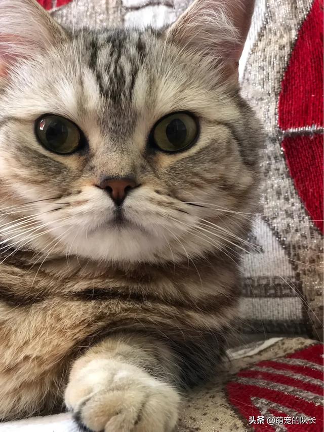 猫砂使用:如何训练猫咪使用猫砂盆？