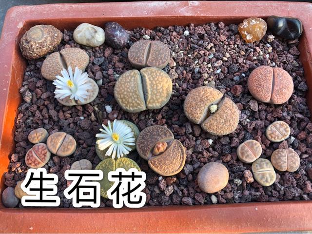 宽叶不死鸟:怎么都养不死的10种多肉植物有哪些？