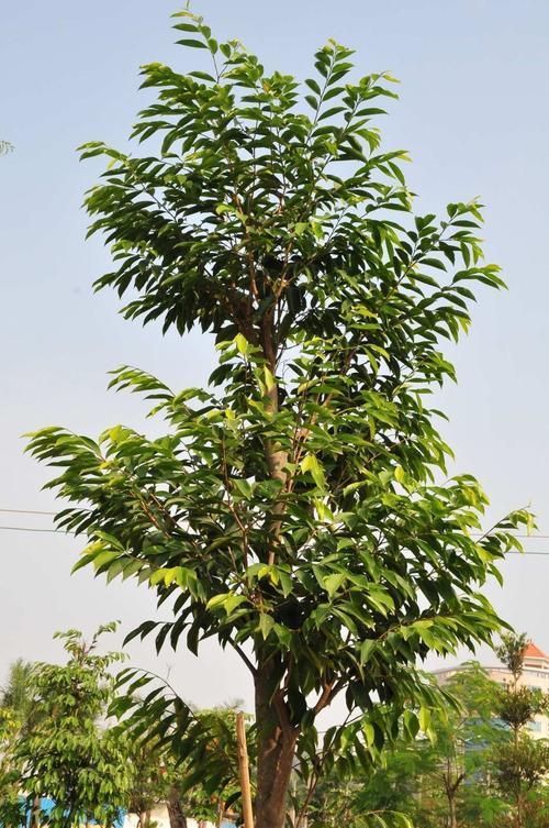 种什么果树最镇宅,植树节前后，农村院子里栽什么树比较好？