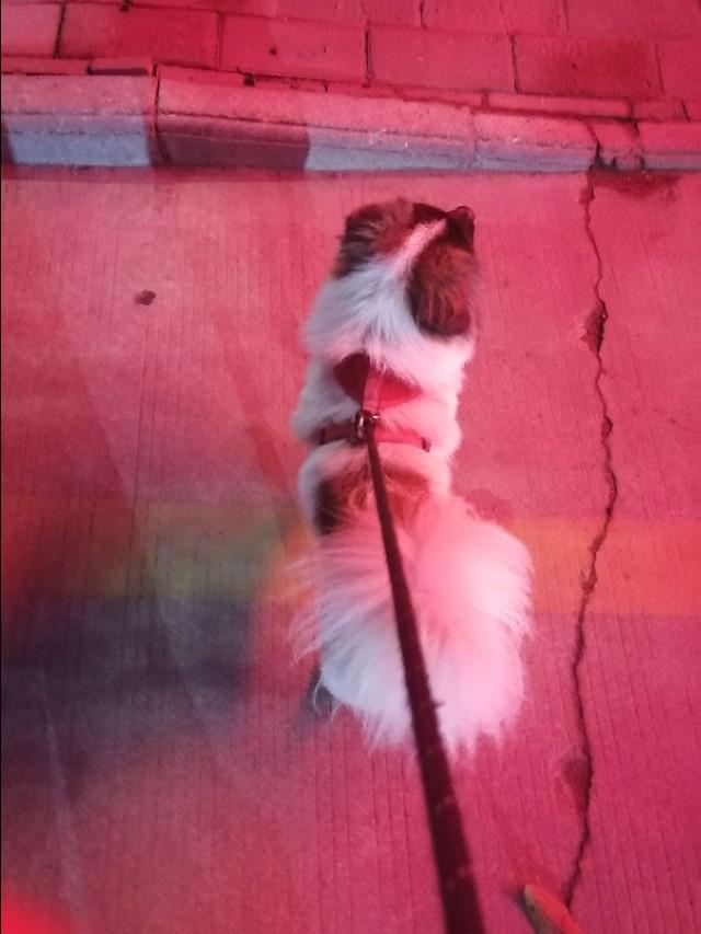 变身吧龙猫下载:日本动漫与中国动漫的区别在哪里？